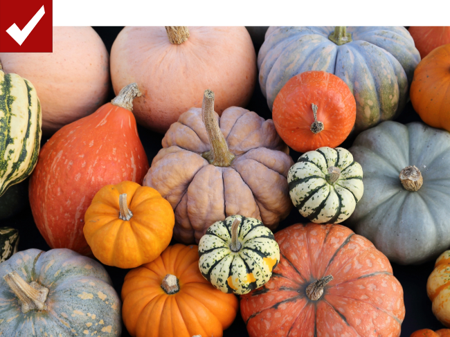 different sized pumpkins